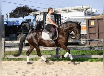 Friesian horses, Mare, 3 years, Black