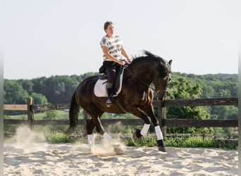 Friesian horses, Mare, 3 years, Black