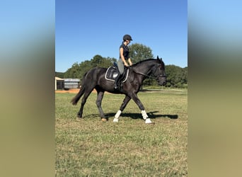 Friesian horses, Mare, 3 years, Black