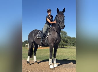 Friesian horses, Mare, 3 years, Black