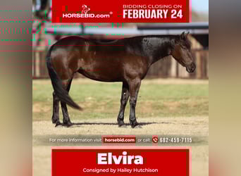 Friesian horses Mix, Mare, 4 years, 14.3 hh, Black