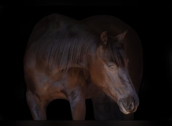 Friesian horses Mix, Mare, 4 years, 14.3 hh, Black