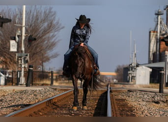 Friesian horses Mix, Mare, 4 years, 14,3 hh, Black