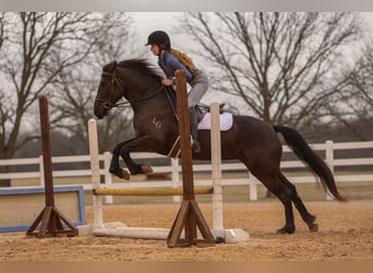 Friesian horses Mix, Mare, 4 years, 14.3 hh, Black