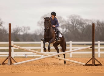Friesian horses Mix, Mare, 4 years, 14.3 hh, Black