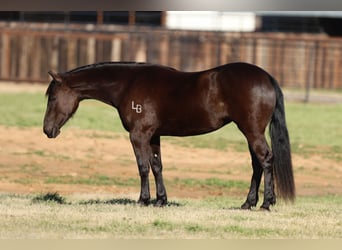 Friesian horses Mix, Mare, 4 years, 14.3 hh, Black
