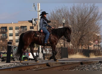 Friesian horses Mix, Mare, 4 years, 14.3 hh, Black