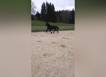 Friesian horses, Mare, 4 years, 15.1 hh, Black