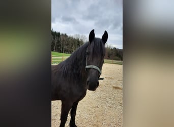 Friesian horses, Mare, 4 years, 15.1 hh, Black
