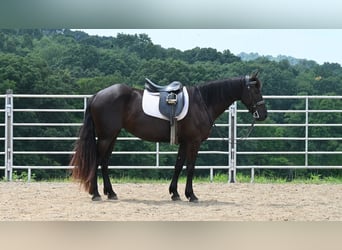 Friesian horses Mix, Mare, 4 years, 15.1 hh, Black