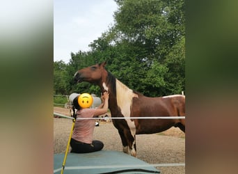 Friesian horses Mix, Mare, 4 years, 15.1 hh, Brown