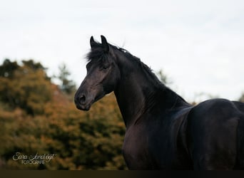 Friesian horses, Mare, 4 years, 15.2 hh, Black