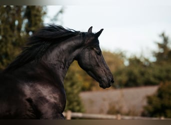 Friesian horses, Mare, 4 years, 15.2 hh, Black