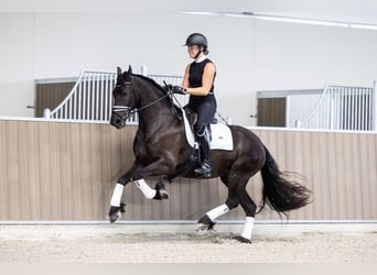 Friesian horses, Mare, 4 years, 15.2 hh, Black