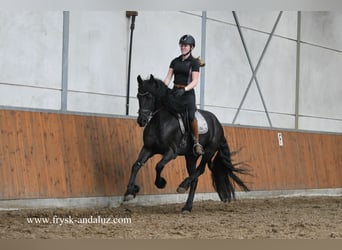 Friesian horses, Mare, 4 years, 15.2 hh, Black