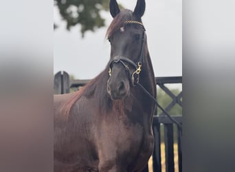 Friesian horses, Mare, 4 years, 15.2 hh, Black