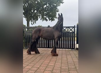 Friesian horses, Mare, 4 years, 15.2 hh, Black