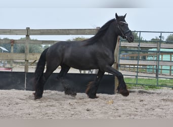 Friesian horses, Mare, 4 years, 15.2 hh, Black