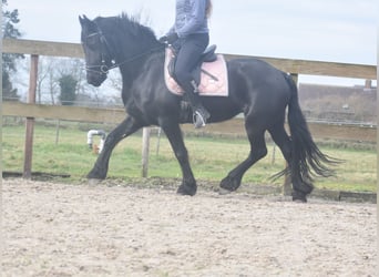 Friesian horses, Mare, 4 years, 15,2 hh, Black