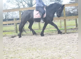 Friesian horses, Mare, 4 years, 15,2 hh, Black