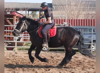 Friesian horses Mix, Mare, 4 years, 15,2 hh, Black