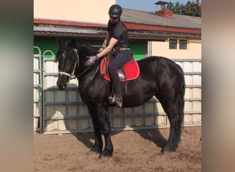 Friesian horses Mix, Mare, 4 years, 15,2 hh, Black