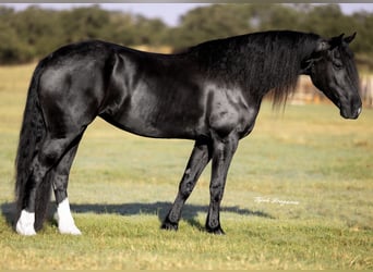 Friesian horses Mix, Mare, 4 years, 15.2 hh, Black