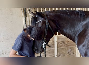 Friesian horses Mix, Mare, 4 years, 15.2 hh, Black