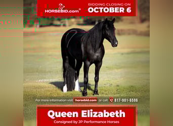 Friesian horses Mix, Mare, 4 years, 15.2 hh, Black