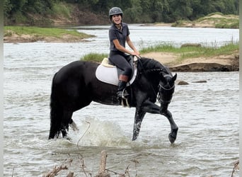 Friesian horses Mix, Mare, 4 years, 15.2 hh, Black
