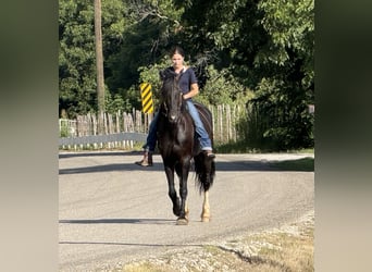 Friesian horses Mix, Mare, 4 years, 15.2 hh, Black