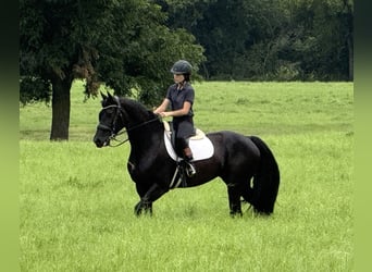 Friesian horses Mix, Mare, 4 years, 15.2 hh, Black