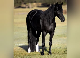 Friesian horses Mix, Mare, 4 years, 15.2 hh, Black