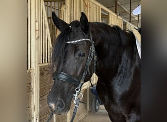 Friesian horses Mix, Mare, 4 years, 15.2 hh, Black