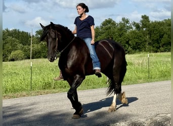 Friesian horses Mix, Mare, 4 years, 15.2 hh, Black