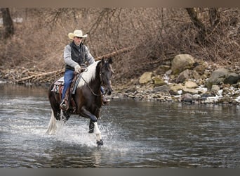 Friesian horses Mix, Mare, 4 years, 15.2 hh, Pinto