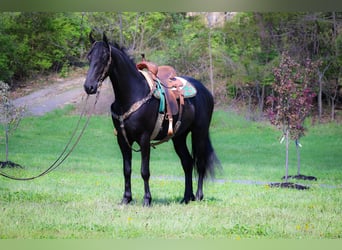 Friesian horses, Mare, 4 years, 15.3 hh, Black