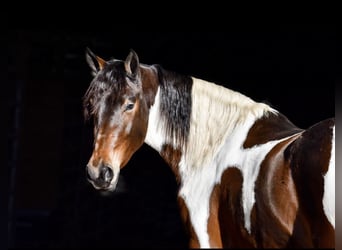 Friesian horses Mix, Mare, 4 years, 15,3 hh