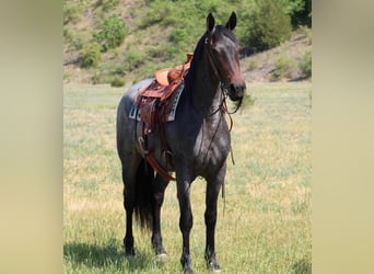 Friesian horses Mix, Mare, 4 years, 15 hh, Roan-Blue