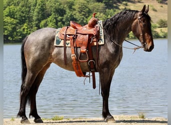 Friesian horses Mix, Mare, 4 years, 15 hh, Roan-Blue