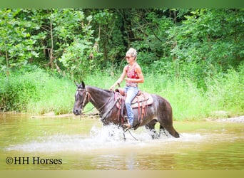 Friesian horses, Mare, 4 years, 15 hh, Roan-Blue