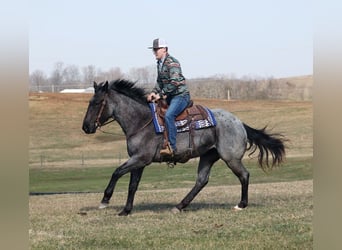 Friesian horses, Mare, 4 years, 15 hh, Roan-Blue