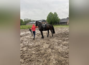 Friesian horses, Mare, 4 years, 15,1 hh, Black