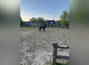 Friesian horses, Mare, 4 years, 15,1 hh, Black