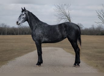 Friesian horses, Mare, 4 years, 15,1 hh, Grey