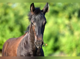 Friesian horses, Mare, 4 years, 15,2 hh, Black