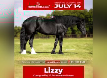 Friesian horses Mix, Mare, 4 years, 15,2 hh, Black