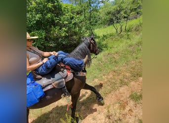 Friesian horses Mix, Mare, 4 years, 15,2 hh, Black
