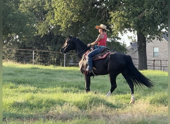 Friesian horses Mix, Mare, 4 years, 15,2 hh, Black