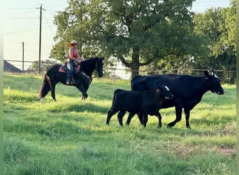 Friesian horses Mix, Mare, 4 years, 15,2 hh, Black
